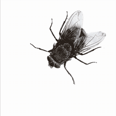 Black And White Fly GIF