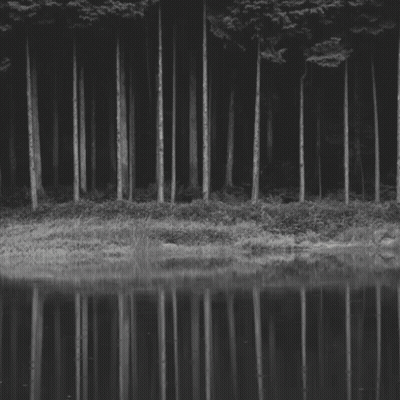 Black And White Forest With Pack Elwood GIF