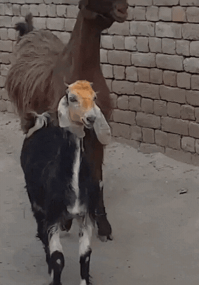 Black And White Goat Beside Brown Goat GIF