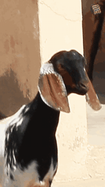 Black And White Goat Standing By Door GIF