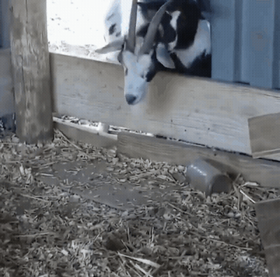 Black And White Goat Sticking Head Out Of Wooden Fence GIF