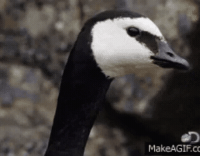 Black And White Goose Head With Makeagif.com Logo GIF