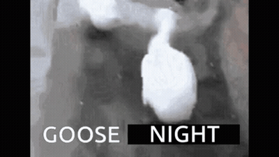 Black And White Goose Saying Goose Night GIF
