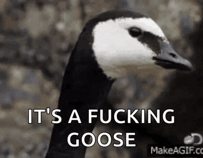 Black And White Goose Saying It's A Fucking Goose GIF