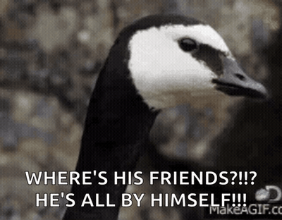 Black And White Goose Saying Where's His Friends GIF