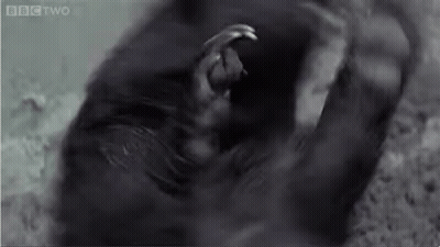 Black And White Gorilla BBC Two GIF