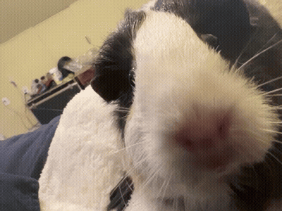 Black And White Guinea Pig Close Up GIF