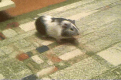 Black And White Guinea Pig Walking GIF
