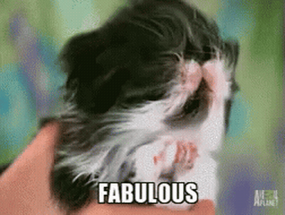 Black And White Guinea Pig With Fabulous GIF