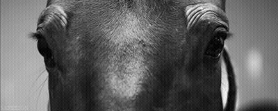Black And White Horse Face And Eyes GIF