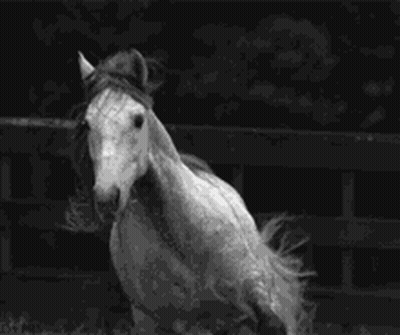 Black And White Horse Running GIF