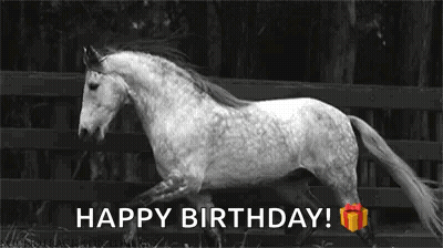 Black And White Horse Running Happy Birthday GIF