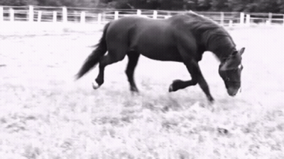 Black And White Horse Running Through Field GIF