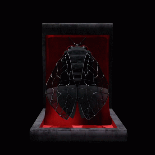 Black And White Insect In La Cigale Box GIF