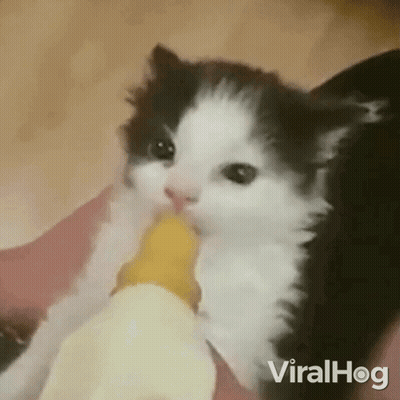 Black And White Kitten Drinking Milk From Bottle GIF