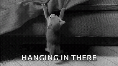 Black And White Kitten Hanging On Couch GIF