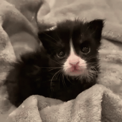 Black And White Kitten Laying On Blanket GIF
