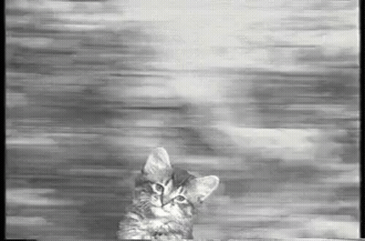 Black And White Kitten On Table GIF