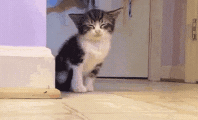 Black And White Kitten Sitting In Hallway GIF
