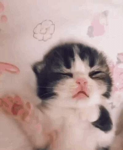 Black And White Kitten Sleeping GIF
