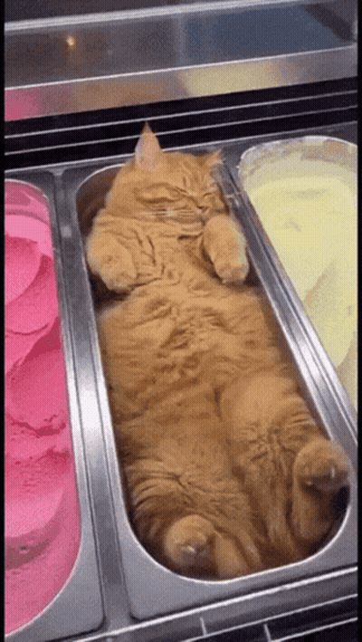Black And White Kitten Sleeping On Bed GIF