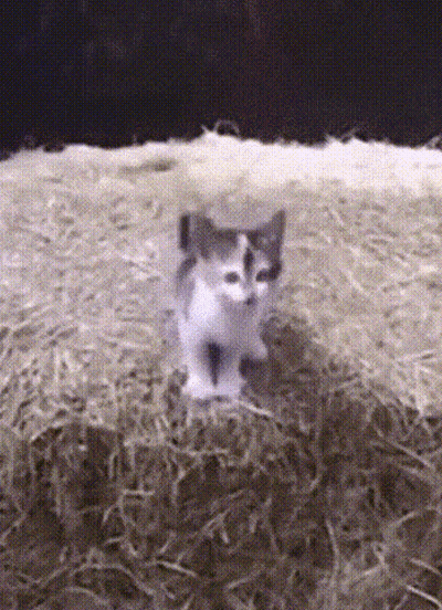 Black And White Kitten Standing In Hay GIF