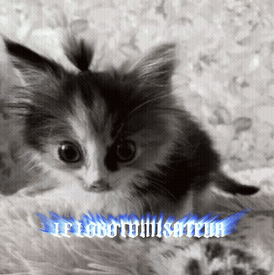 Black And White Kitten With Blue Flame Saying Le Lobotomisateur GIF
