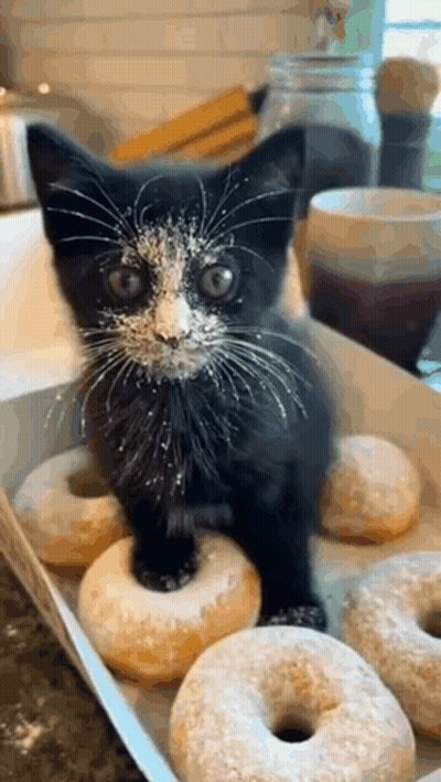 Black-And-White Kitten With Powdered Sugar By Donut Box GIF