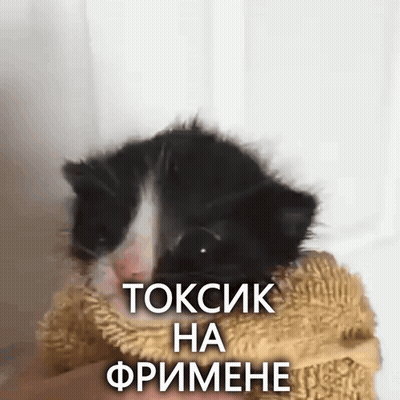 Black And White Kitten Wrapped In Blanket Toxsik Ha Frimene GIF