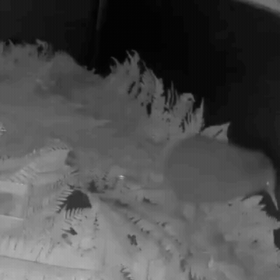 Black And White Landscape GIF