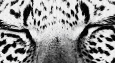 Black and White Leopard Face