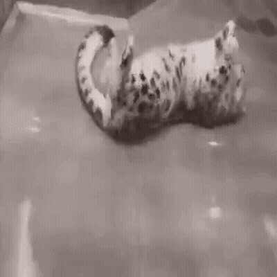 Black And White Leopard Lying On Back In Pool GIF