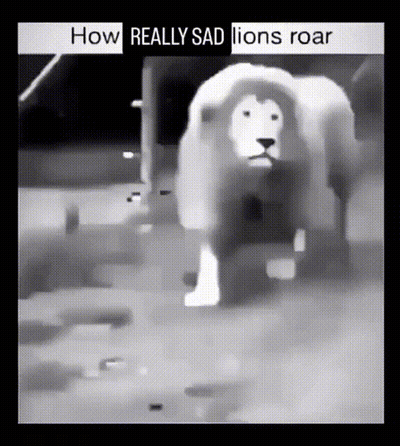 Black And White Lion How Really Sad Lions Roar GIF