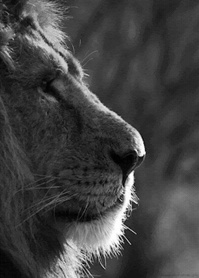 Black And White Lion Nose GIF