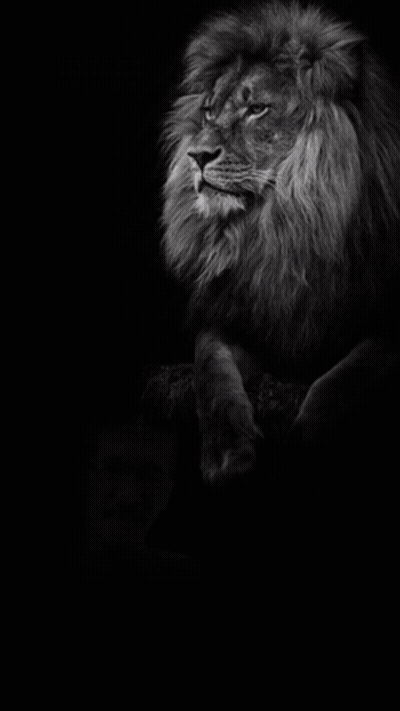 Black And White Man And Lion Singa Akan Pergi Ketika Ada Anjing Menggonggong GIF