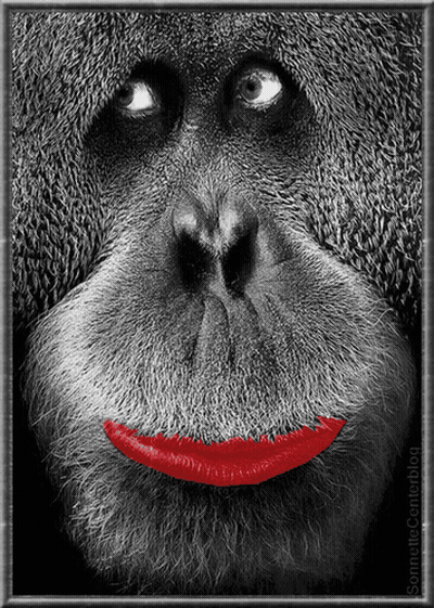 Black And White Monkey With Red Lipstick GIF