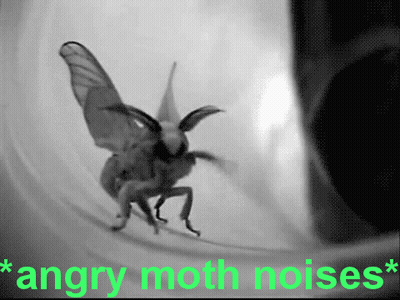 Black And White Moth Angry Moth Noises GIF
