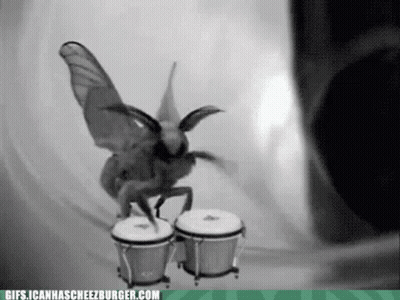 Black And White Moth Playing Bongos Gifs.icanhascheezburger.com GIF