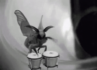 Black And White Moth Playing Bongos GIF