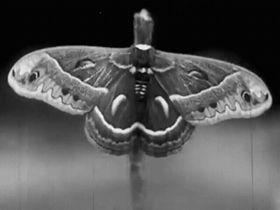 Black And White Moth With Wings Spread GIF
