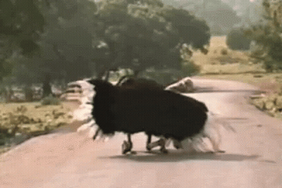 Black And White Ostrich Walking Down Road With Car GIF