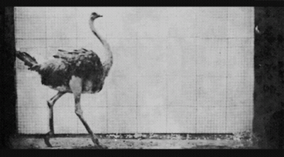 Black And White Ostrich Walking GIF
