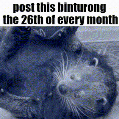 Black And White Otter Laying On Its Back GIF