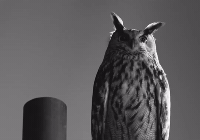 Black and White Owl Next to Black Cylinder