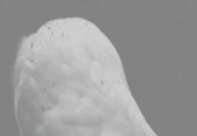 Black And White Owl OMG GIF
