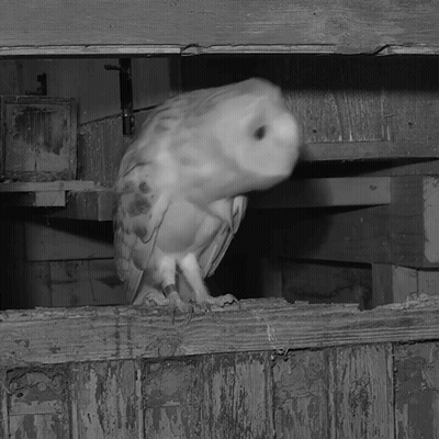 Black And White Owl On Wooden Shelf GIF