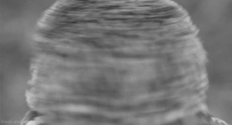 Black And White Owl Spinning Head GIF