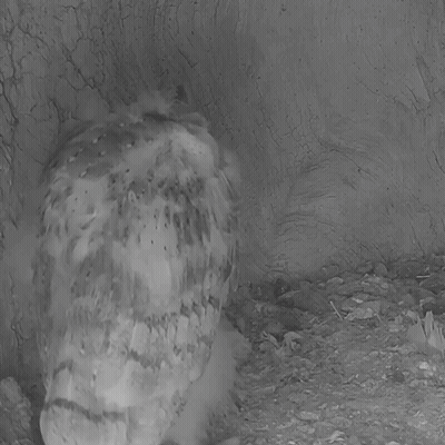 Black And White Owl With Mouse In Beak GIF