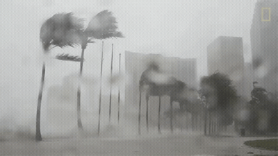 Black And White Palm Trees In Storm GIF