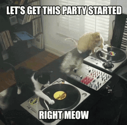 Black And White Party Cat Dance GIF